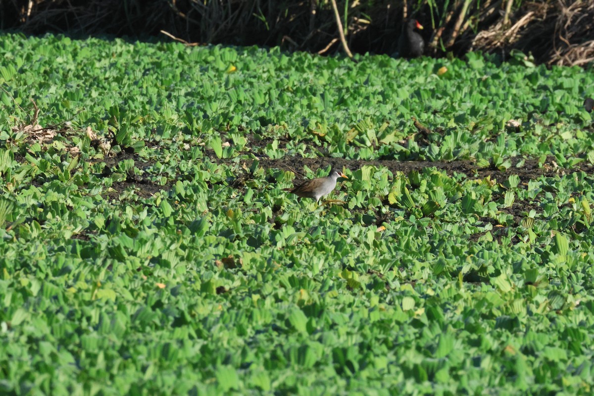 White-browed Crake - ML637584734