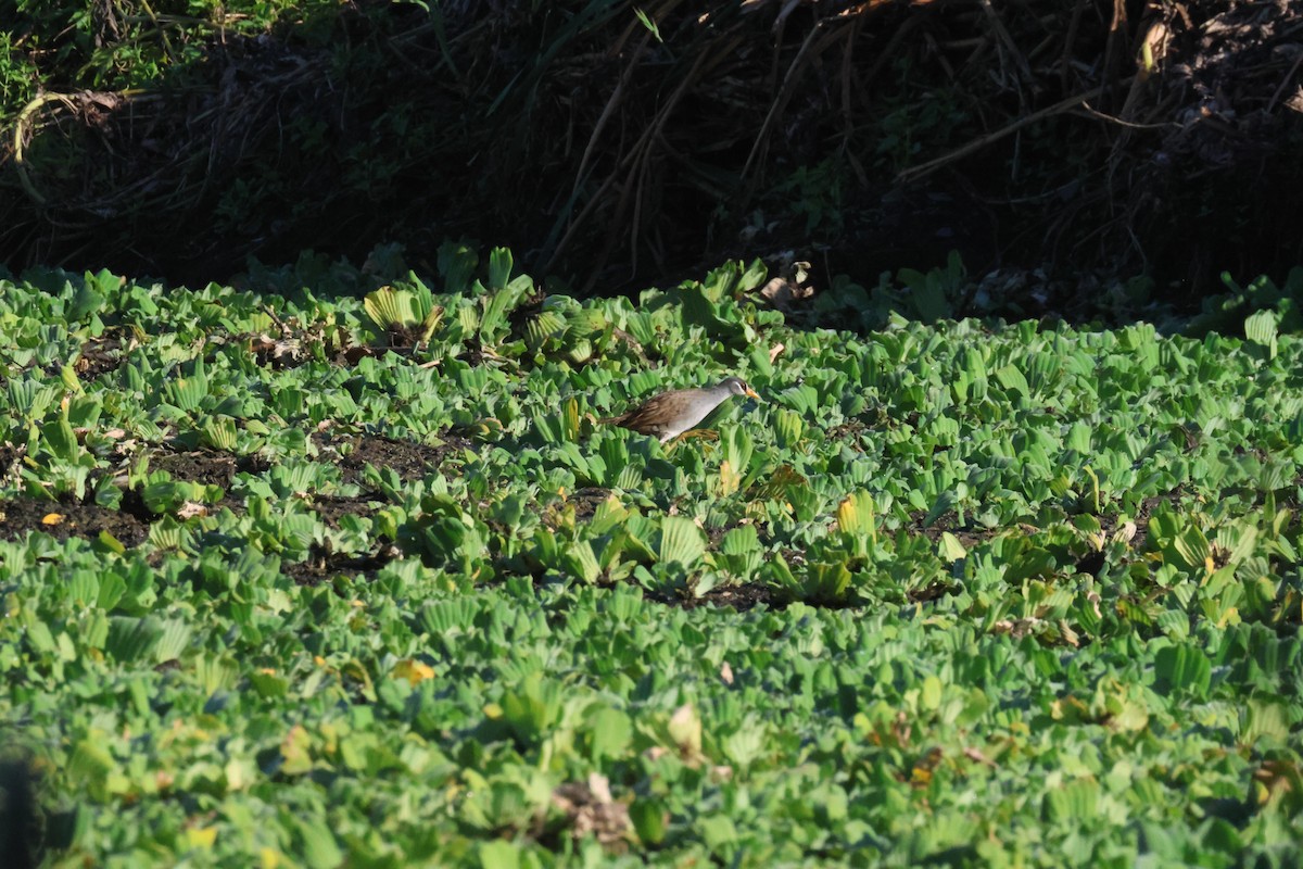 White-browed Crake - ML637584735