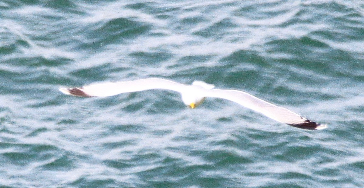 Yellow-legged Gull - ML637584778