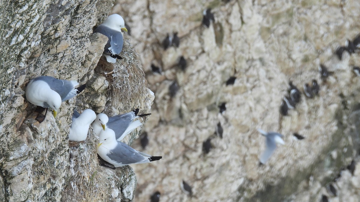 Black-legged Kittiwake - ML637584784