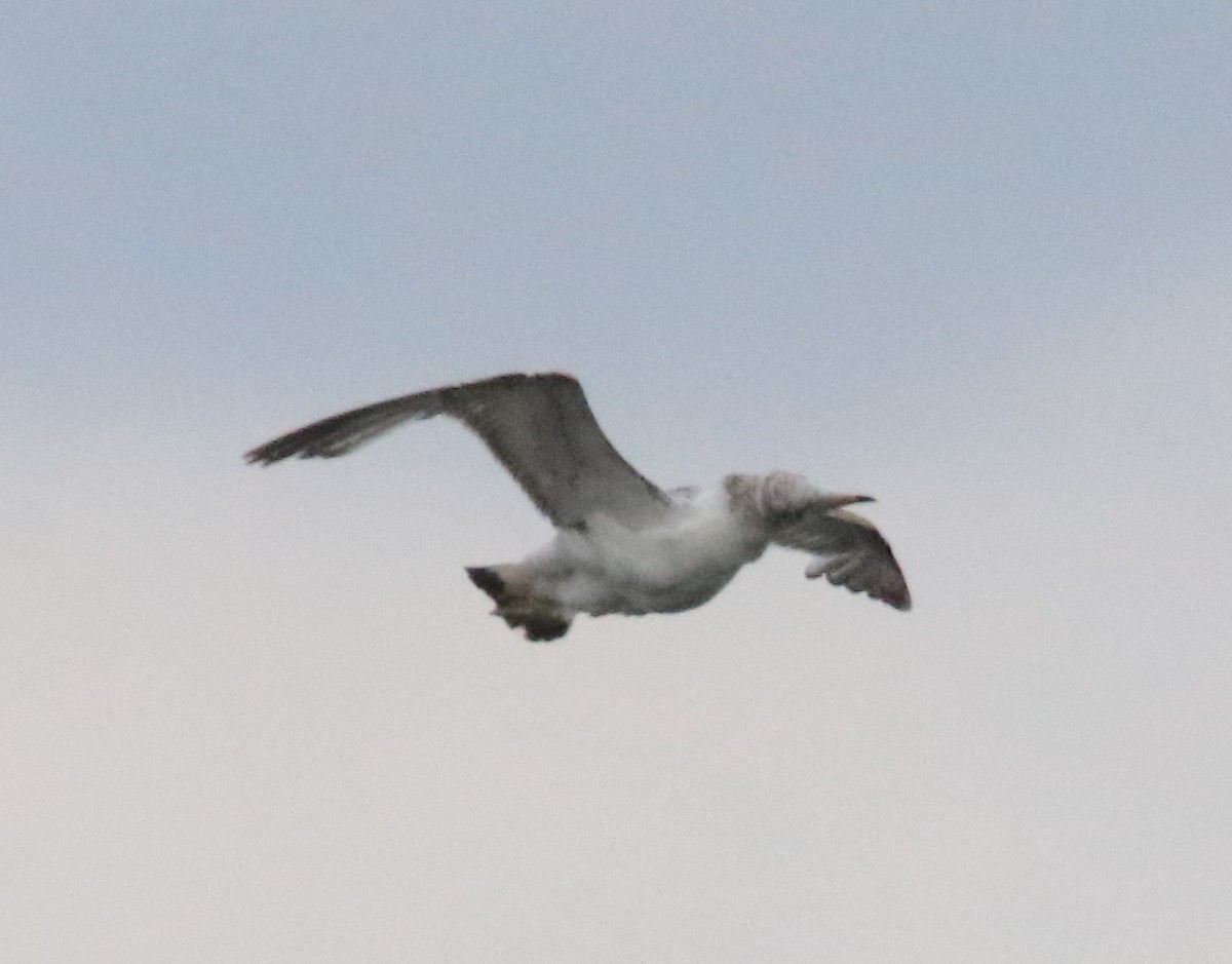 Pallas's Gull - ML637584803