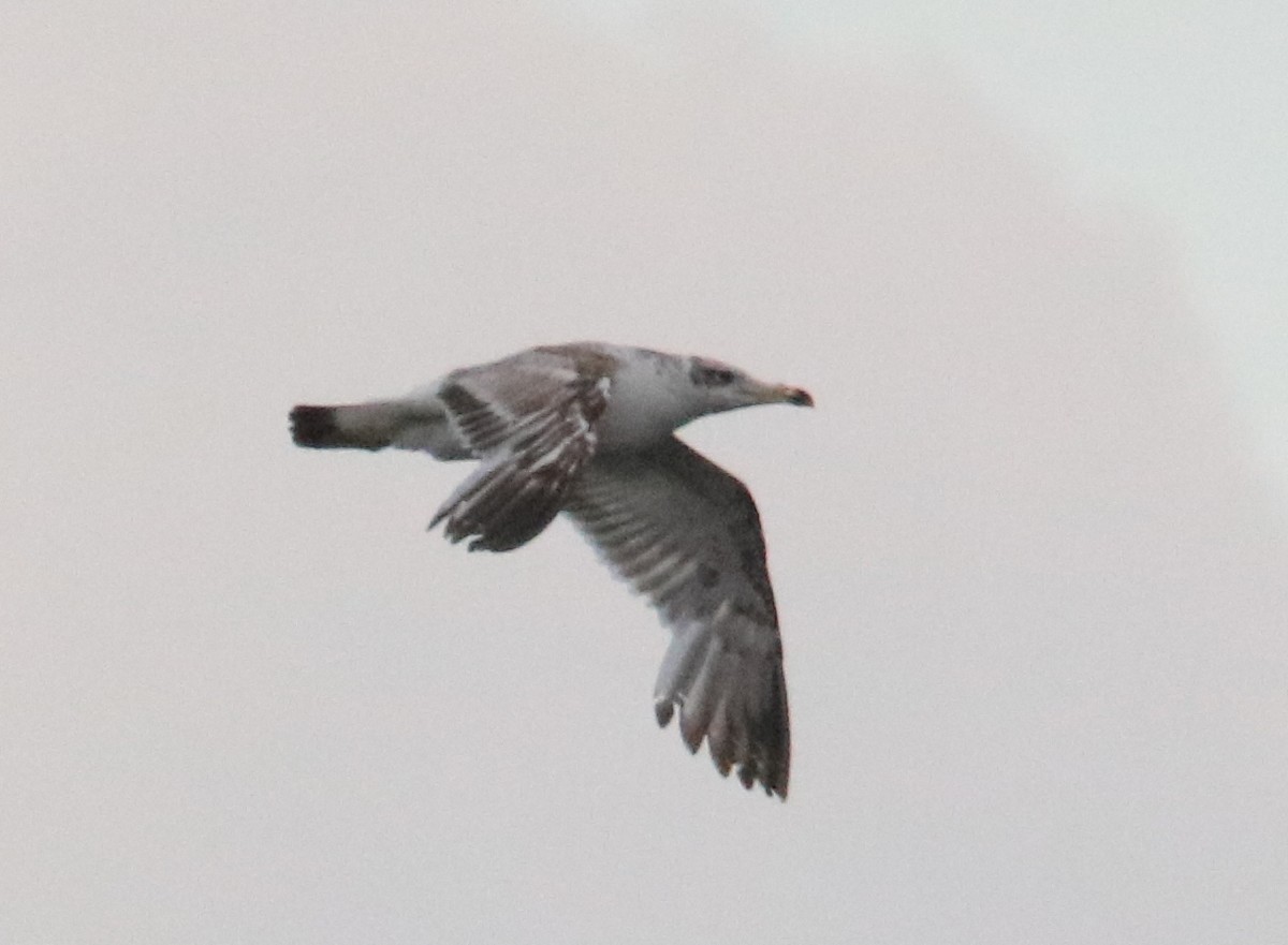 Pallas's Gull - ML637584804