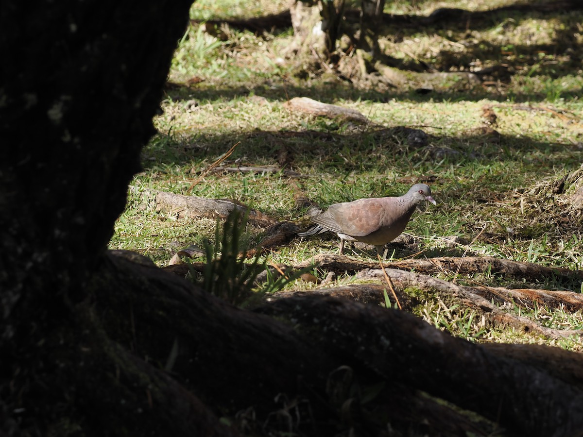 Malagasy Turtle-Dove - ML637584806