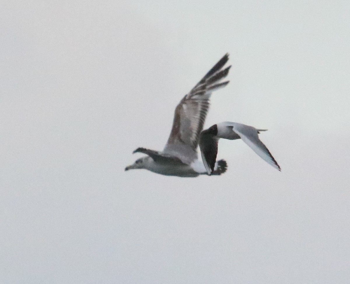 Pallas's Gull - ML637584808