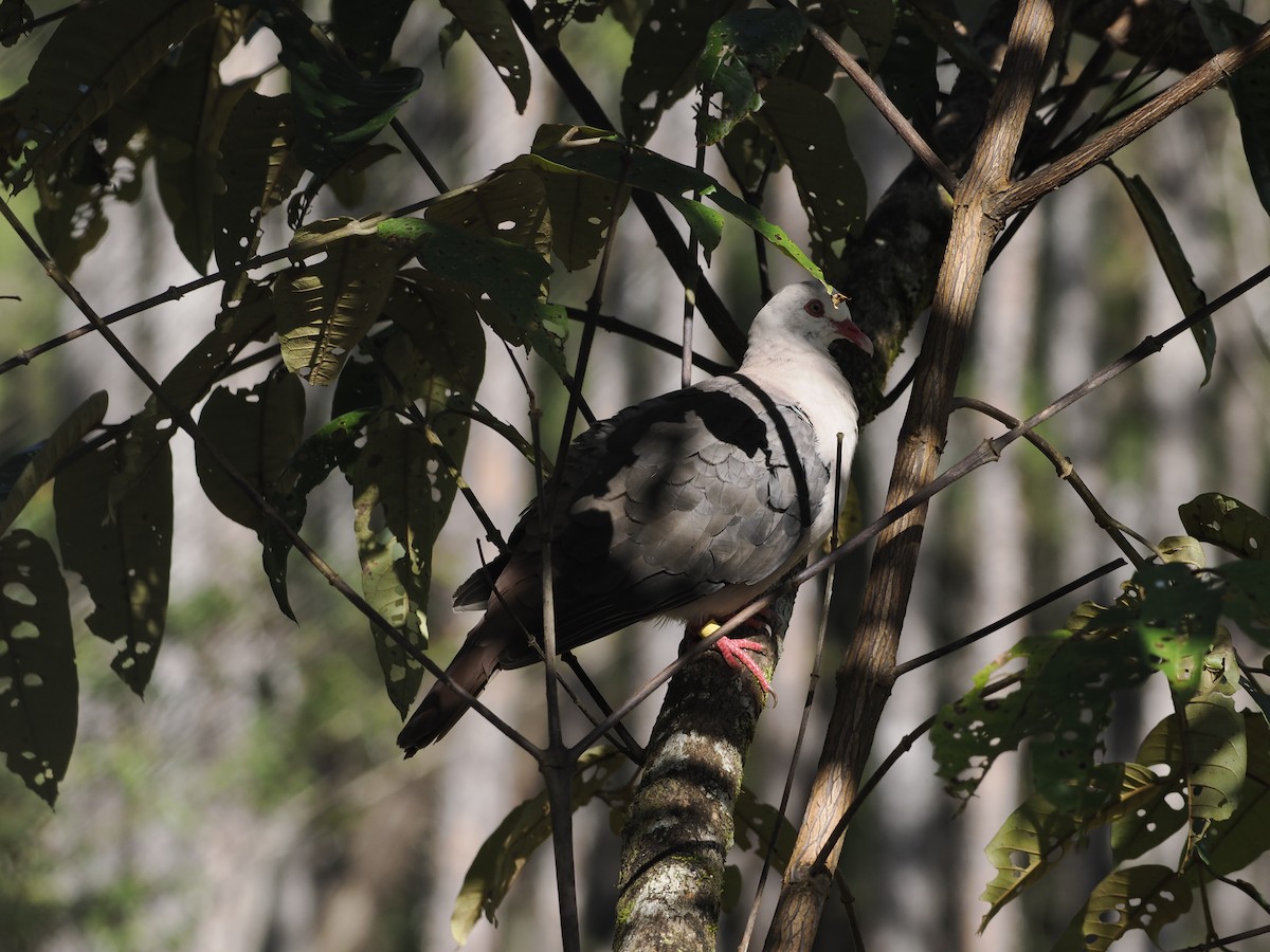 Pink Pigeon - ML637584809