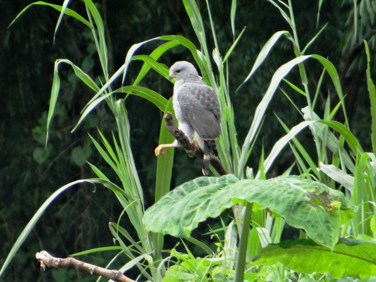 Gray Hawk - Ariel  Salinas