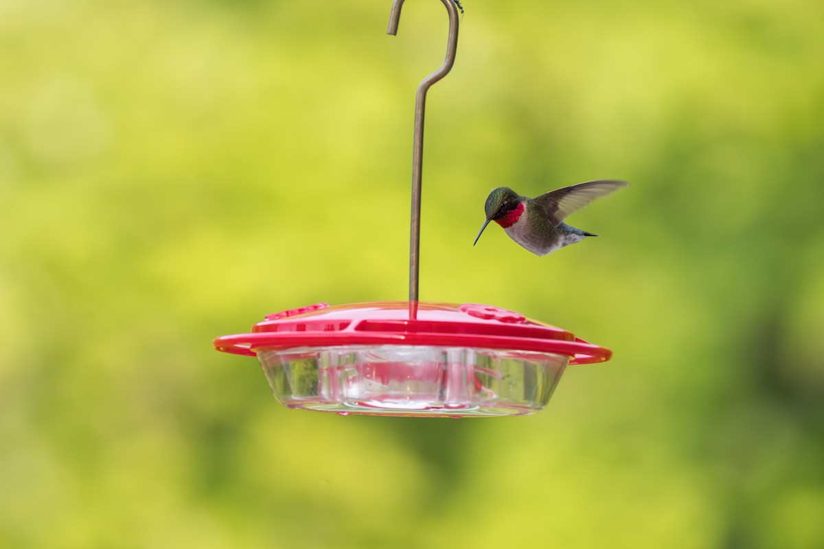 Ruby-throated Hummingbird - ML637584825