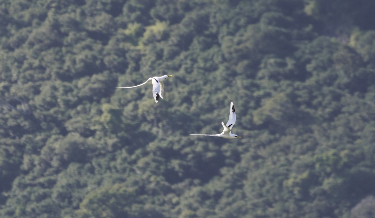 White-tailed Tropicbird - ML637584854