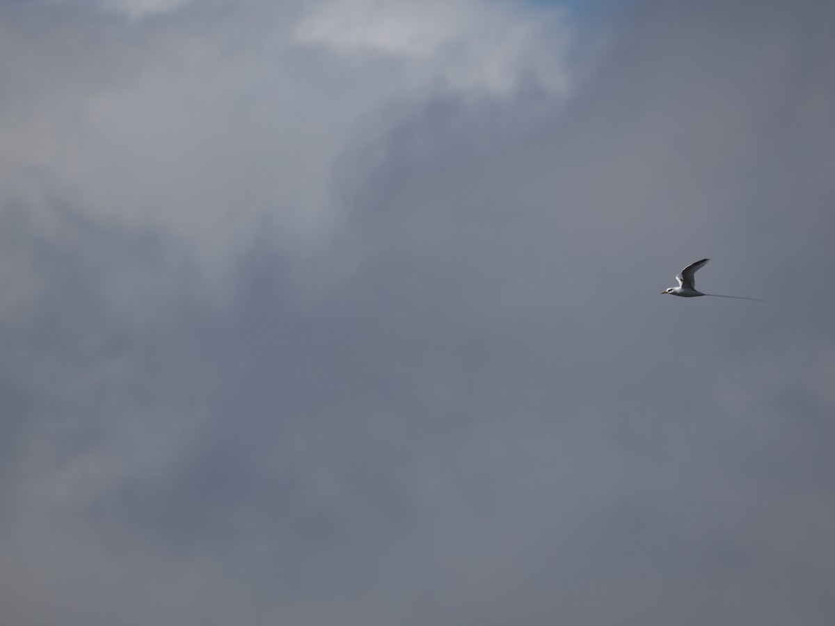 White-tailed Tropicbird - ML637584860