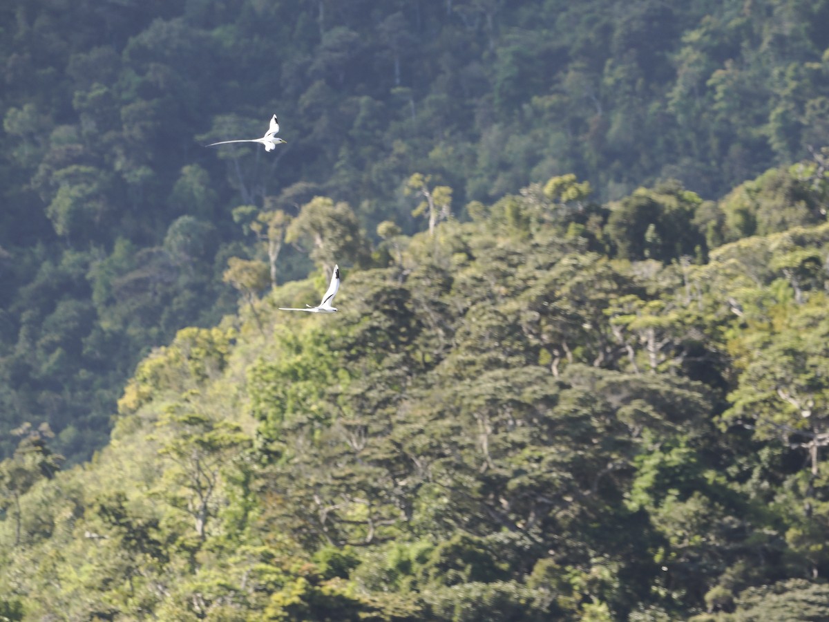 White-tailed Tropicbird - ML637584889