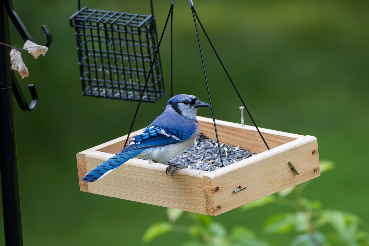 Blue Jay - ML637584912