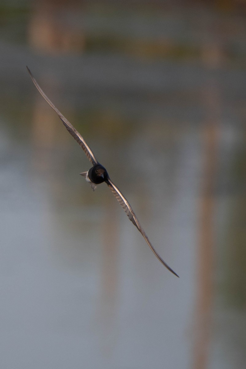 Black Tern - Andrea Heine