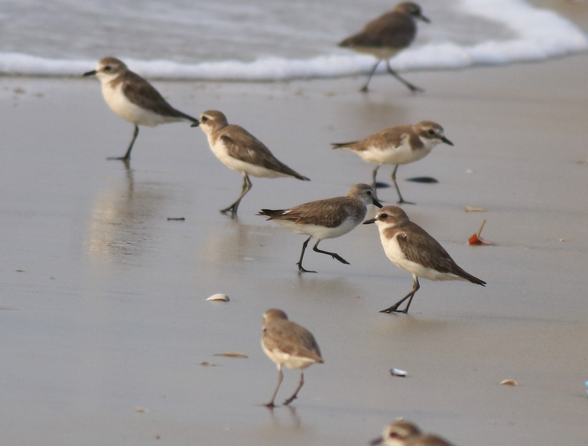 Tibetan Sand-Plover - ML637584976