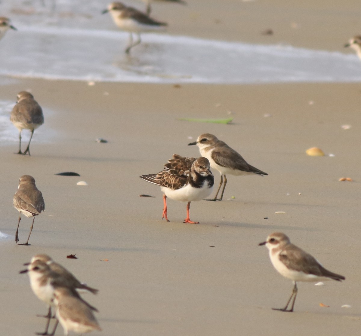 Tibetan Sand-Plover - ML637584979