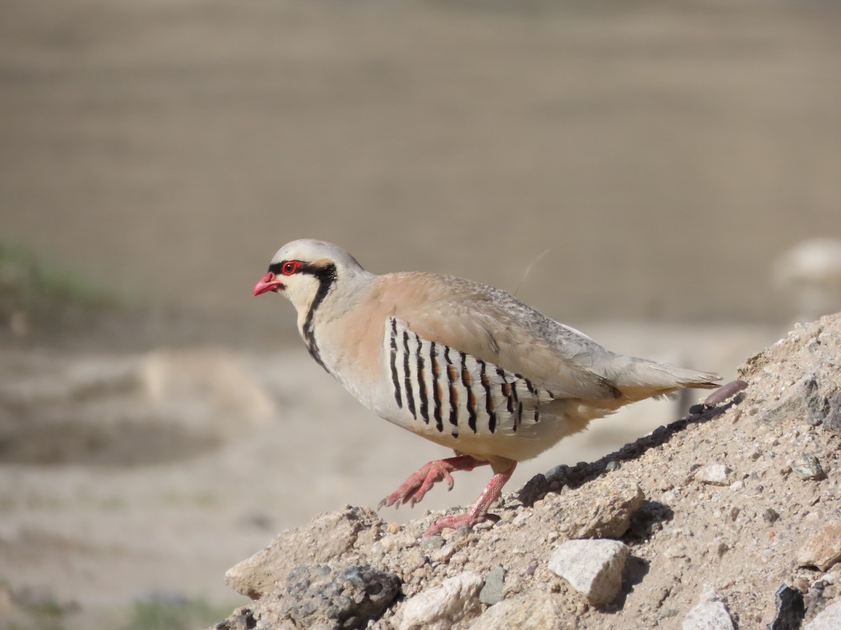 Chukar - ML637585033