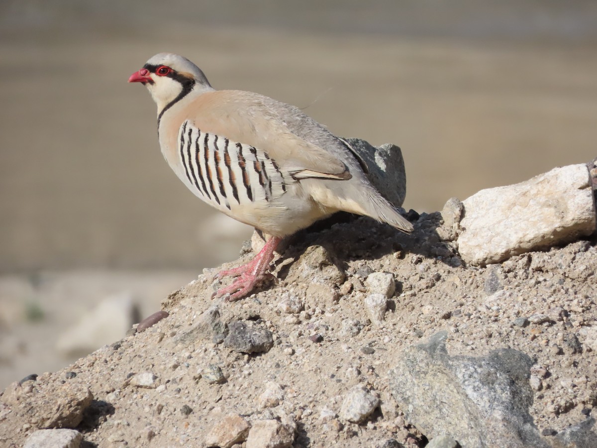 Chukar - ML637585034