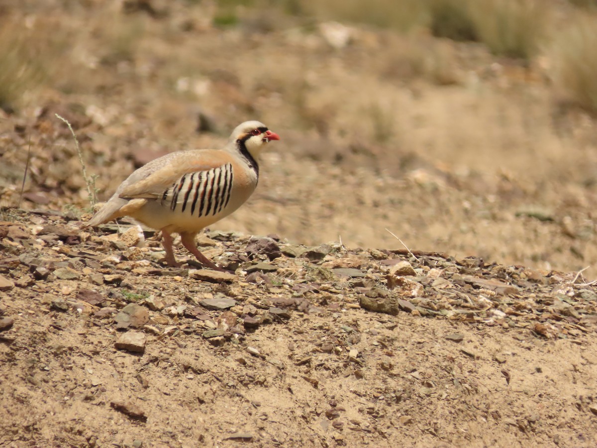 Chukar - ML637585035