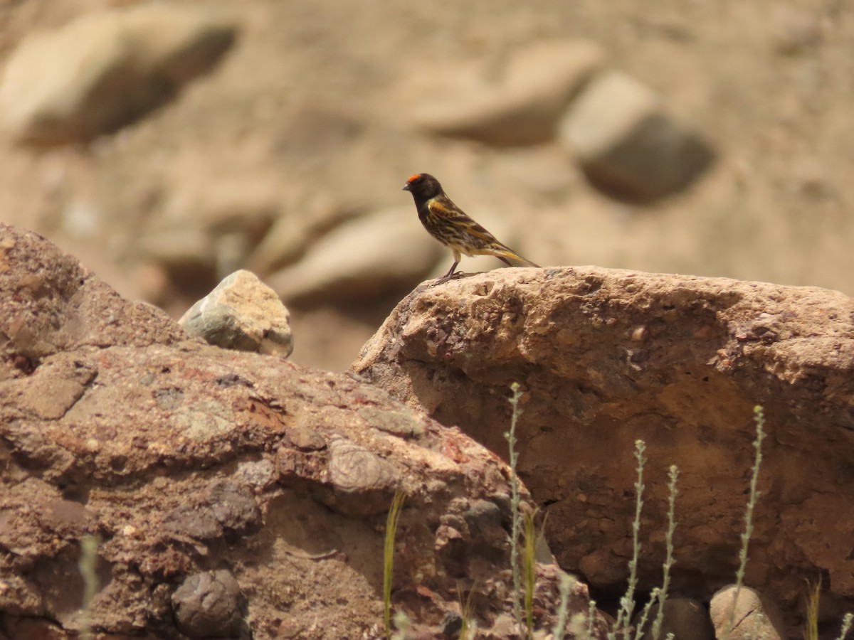 Fire-fronted Serin - ML637585044