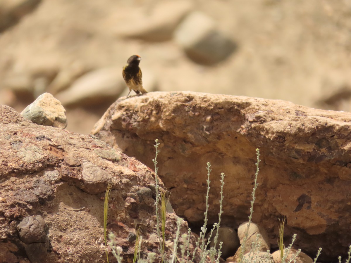 Fire-fronted Serin - ML637585045