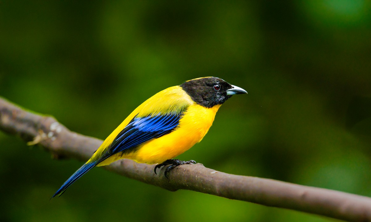 Black-chinned Mountain Tanager - ML637585054