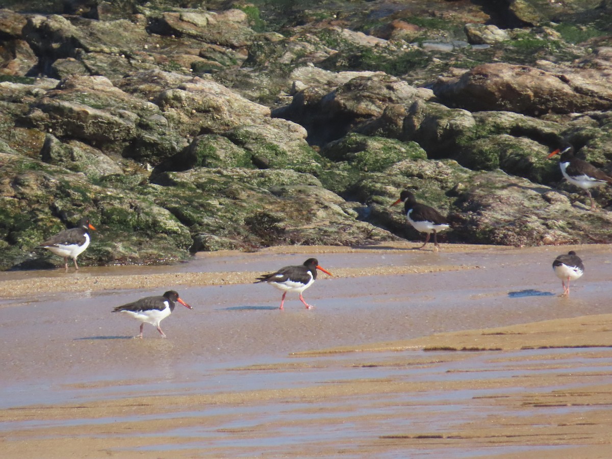 Eurasian Oystercatcher - ML637585074