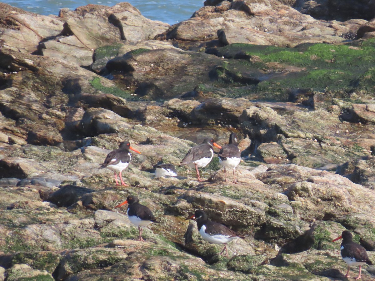 Eurasian Oystercatcher - ML637585078