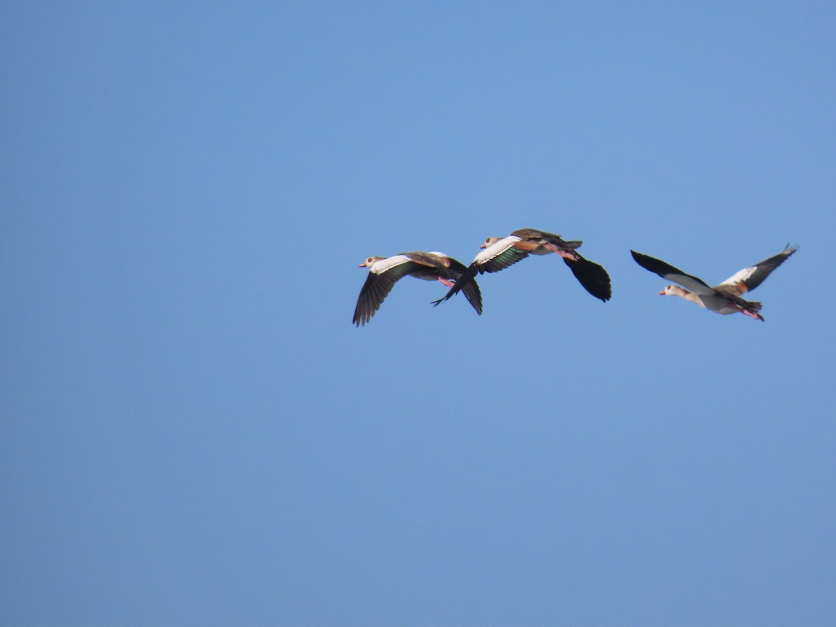 Egyptian Goose - ML637585103