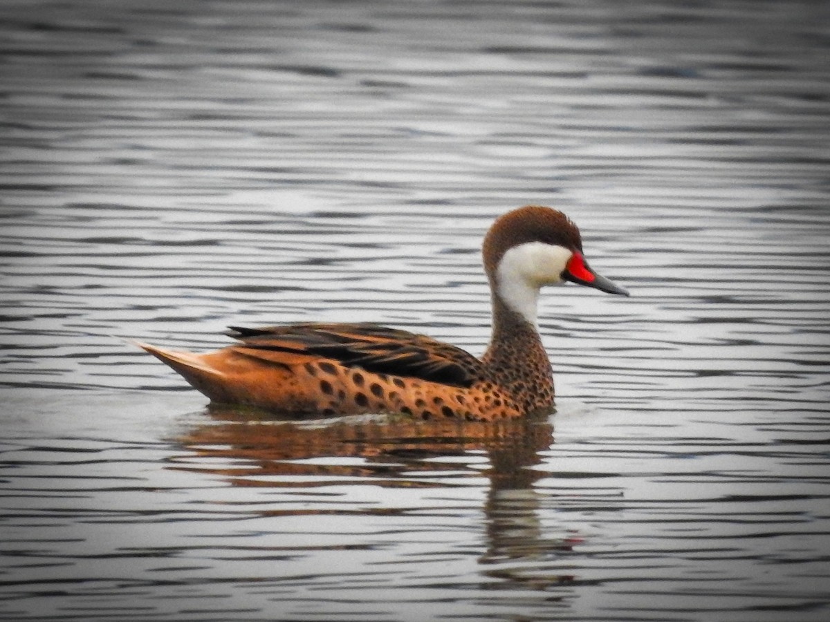 White-cheeked Pintail - ML637585125