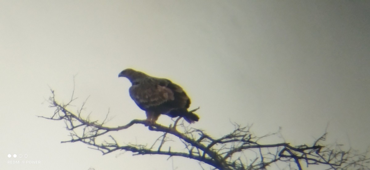 Aigle impérial - ML637585158
