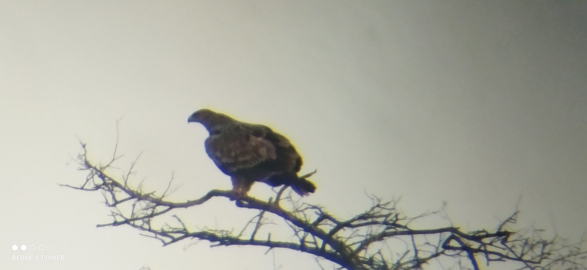 Aigle impérial - ML637585162