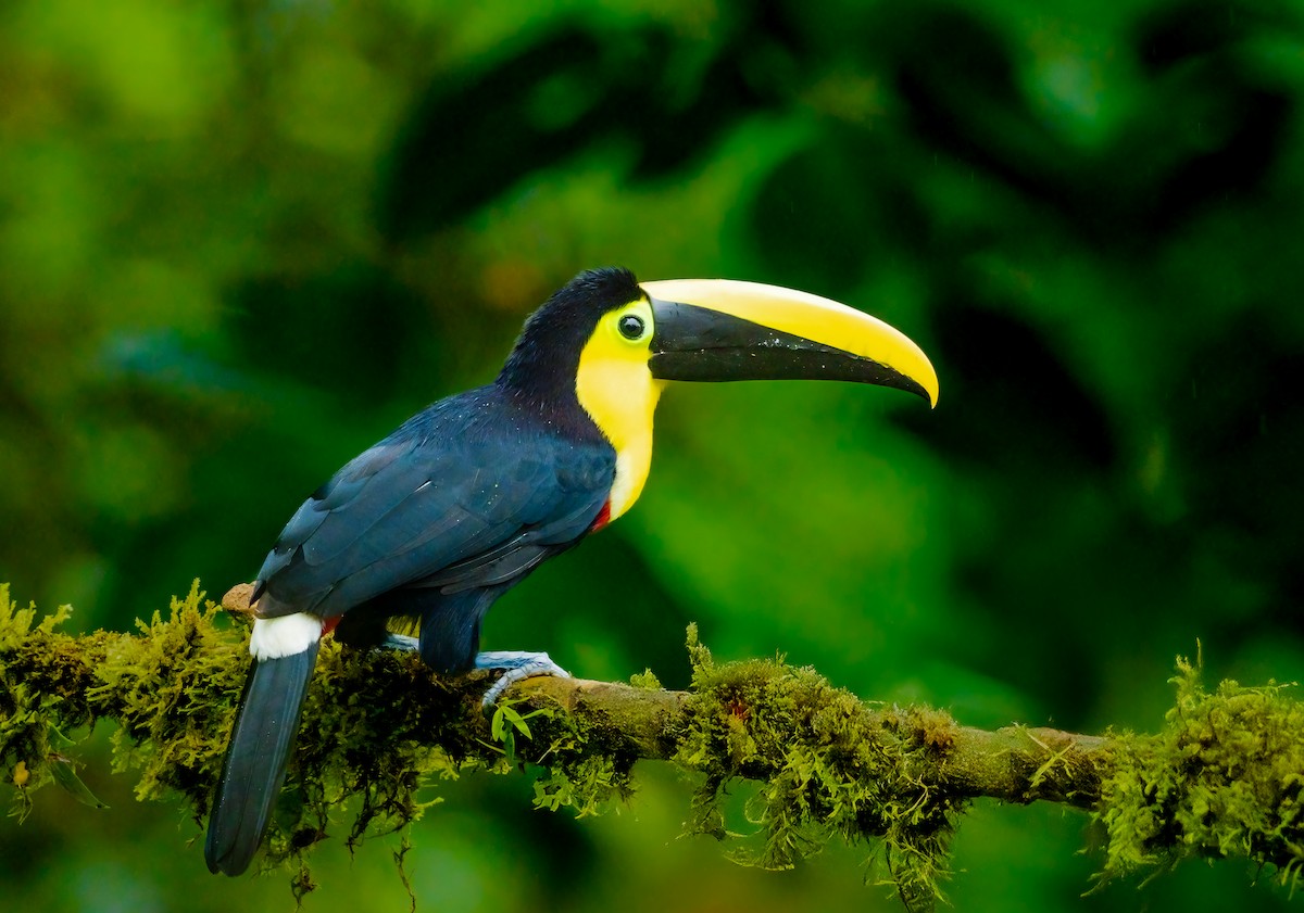 Choco Toucan - ML637585173