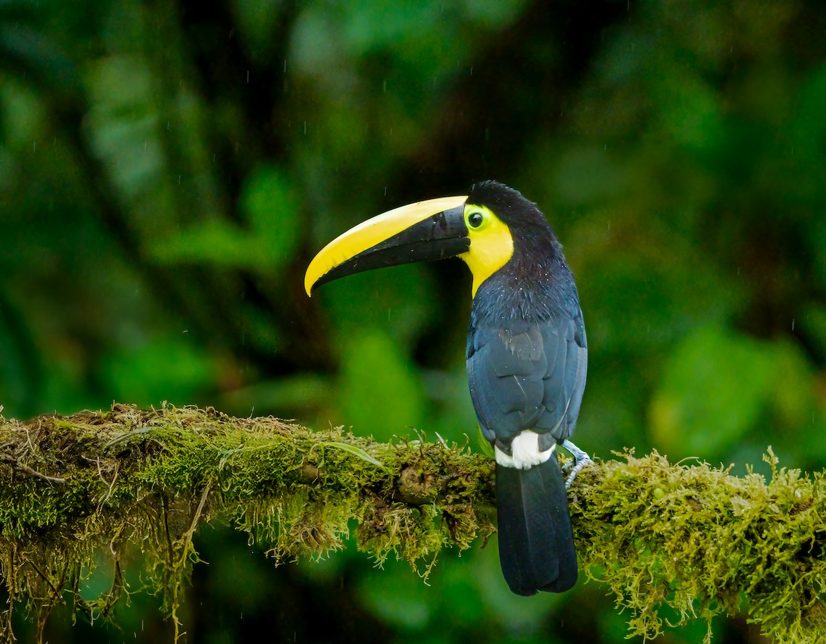 Choco Toucan - ML637585176