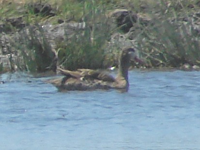 Red-billed Duck - ML637585202