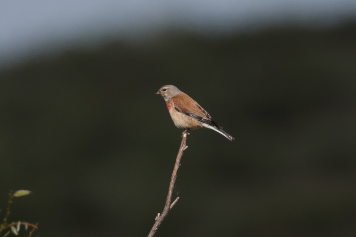 Eurasian Linnet - ML637585214