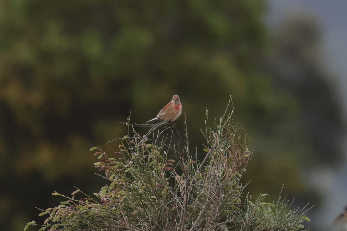 Eurasian Linnet - ML637585216