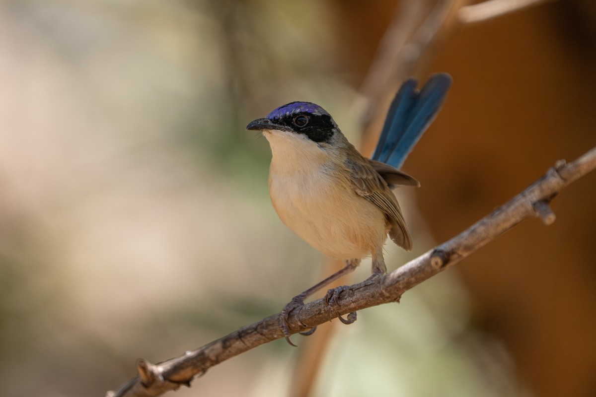 Purple-crowned Fairywren - ML637585217