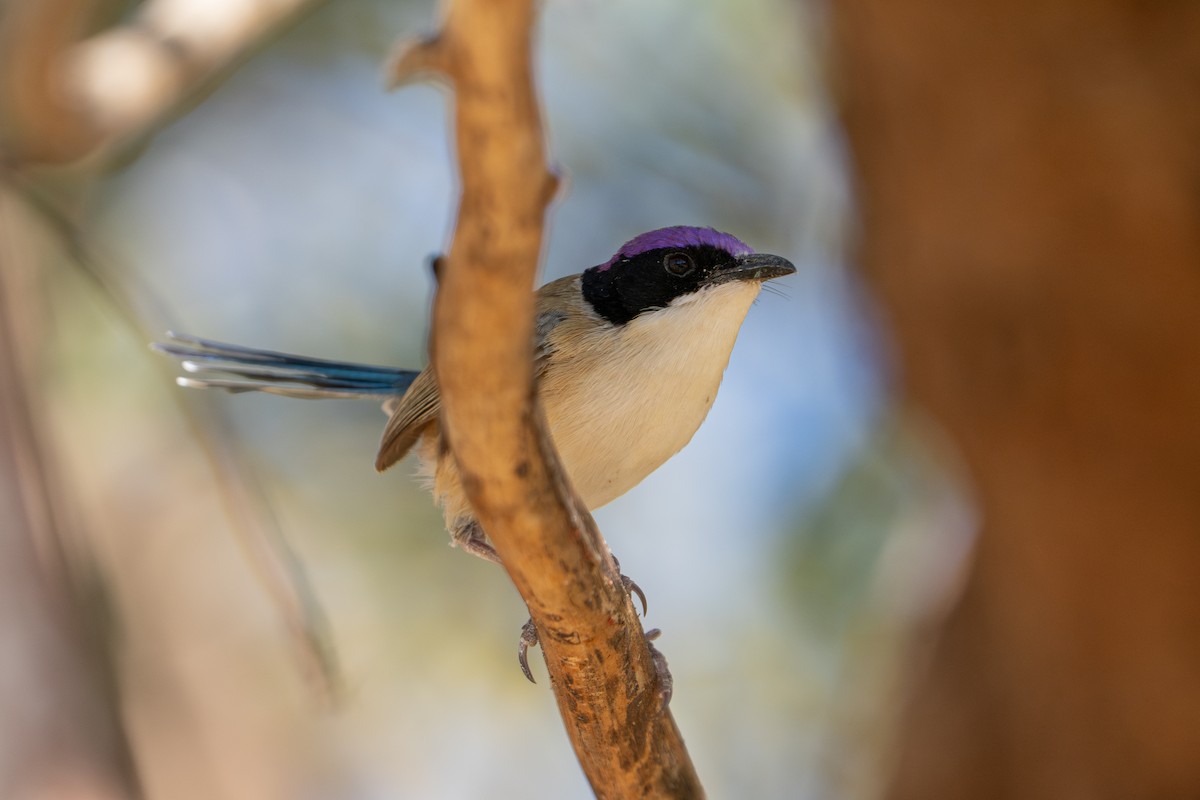 Purple-crowned Fairywren - ML637585219