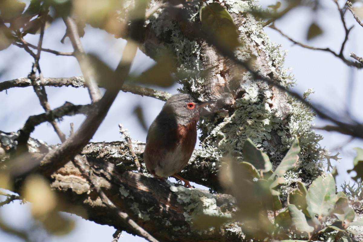 Dartford Warbler - ML637585226