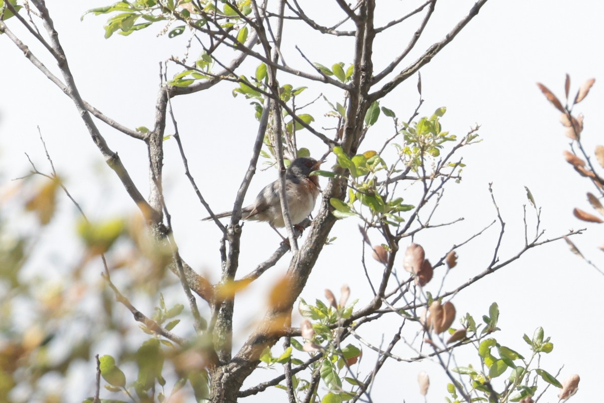 Western Subalpine Warbler - ML637585228