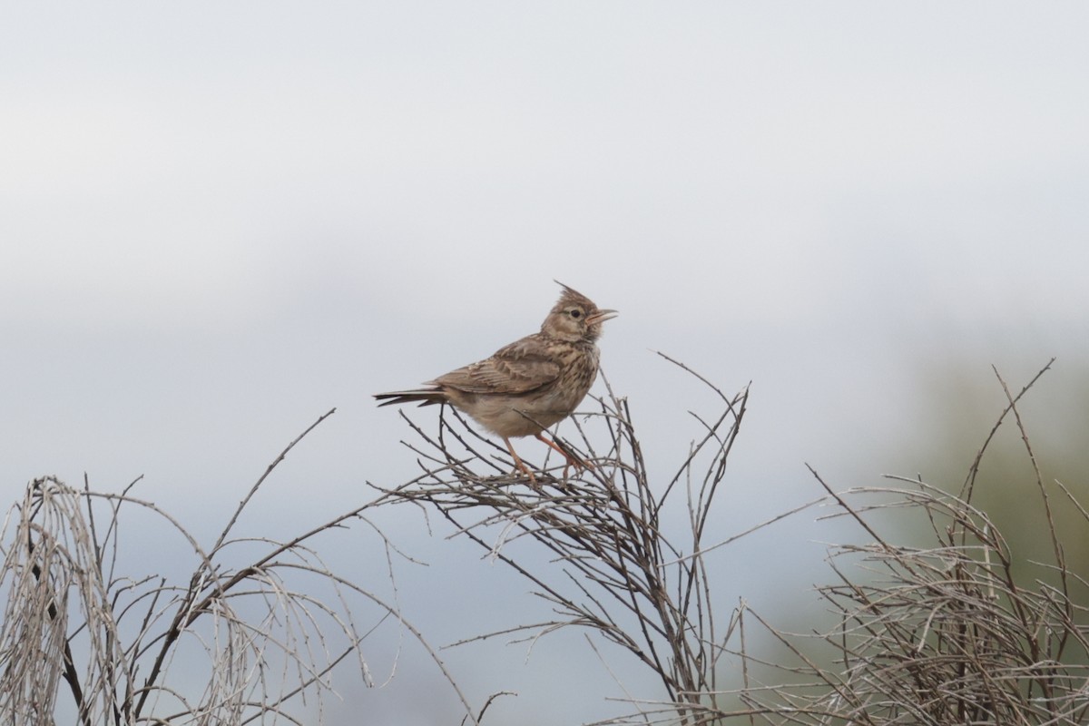 Thekla's Lark - ML637585232