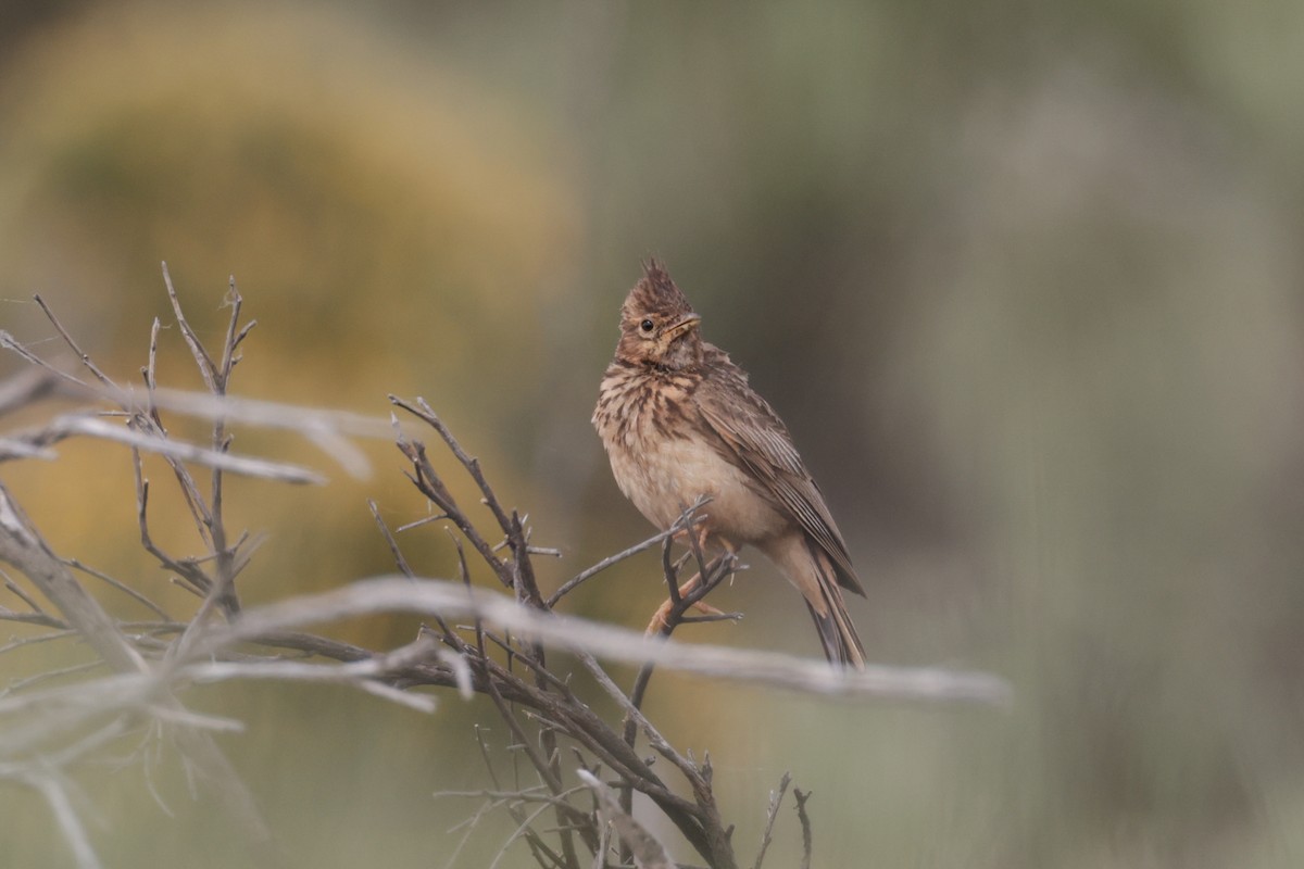 Thekla's Lark - ML637585233