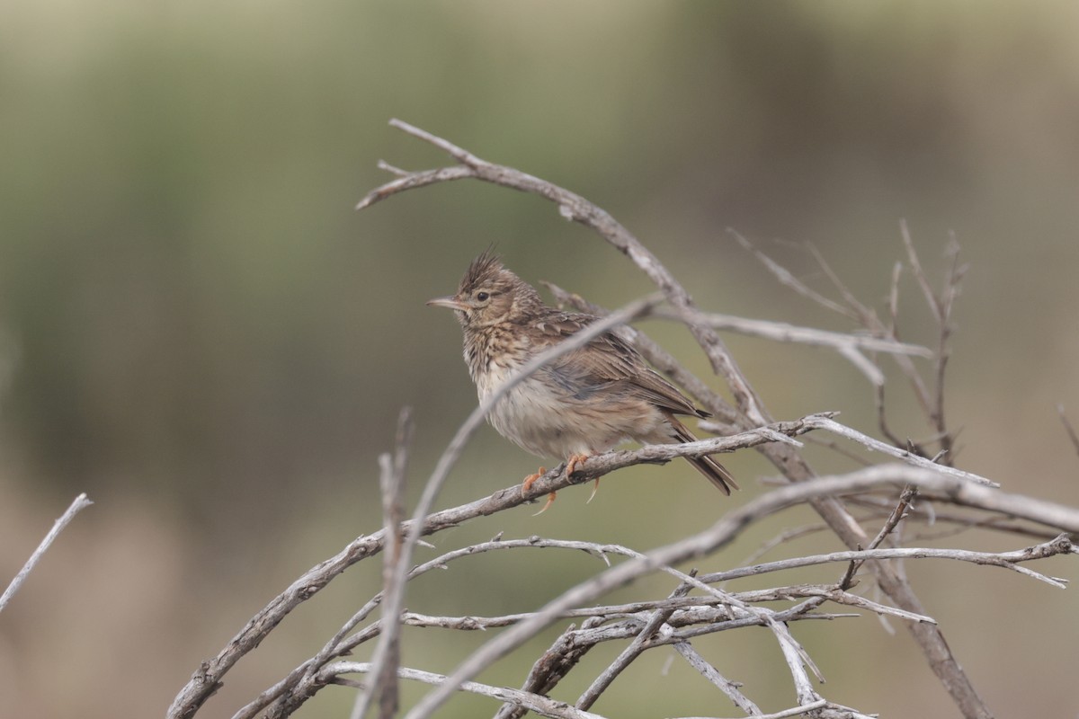 Thekla's Lark - ML637585234