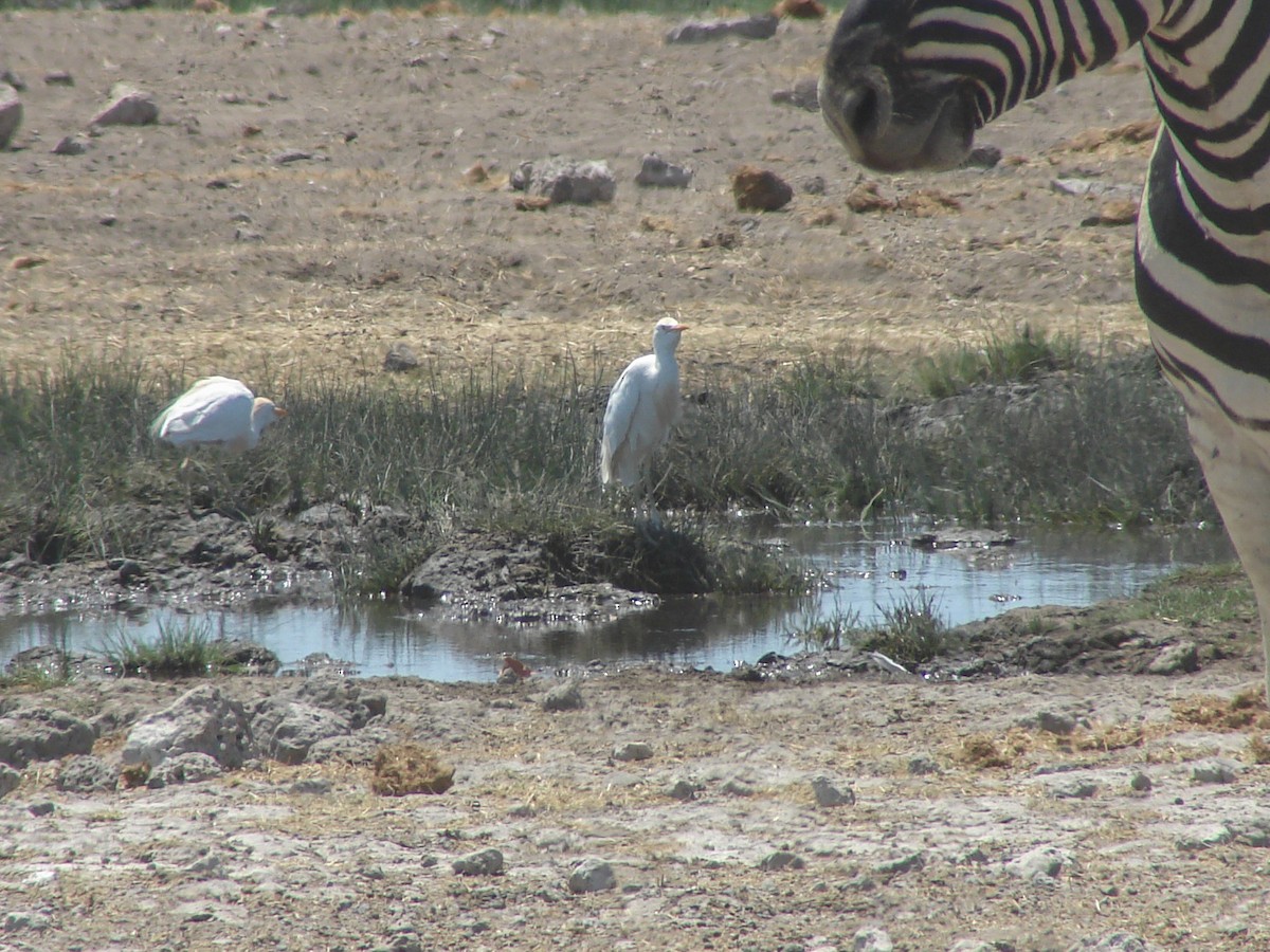 Western Cattle-Egret - ML637585237