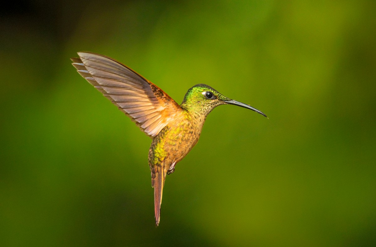 Fawn-breasted Brilliant - ML637585239