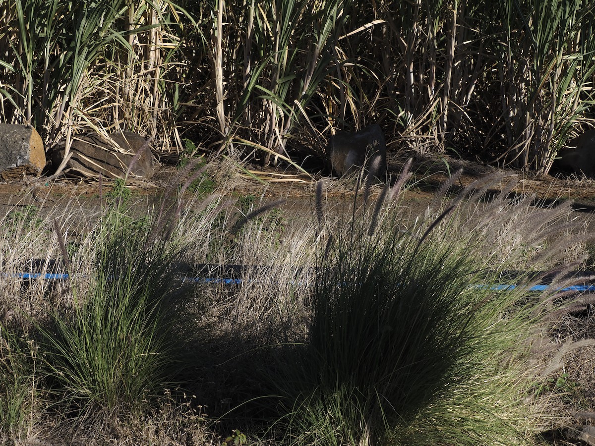 Gray Francolin - ML637585281