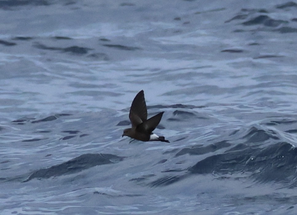 Wilson's Storm-Petrel (Wilson's) - ML637585320
