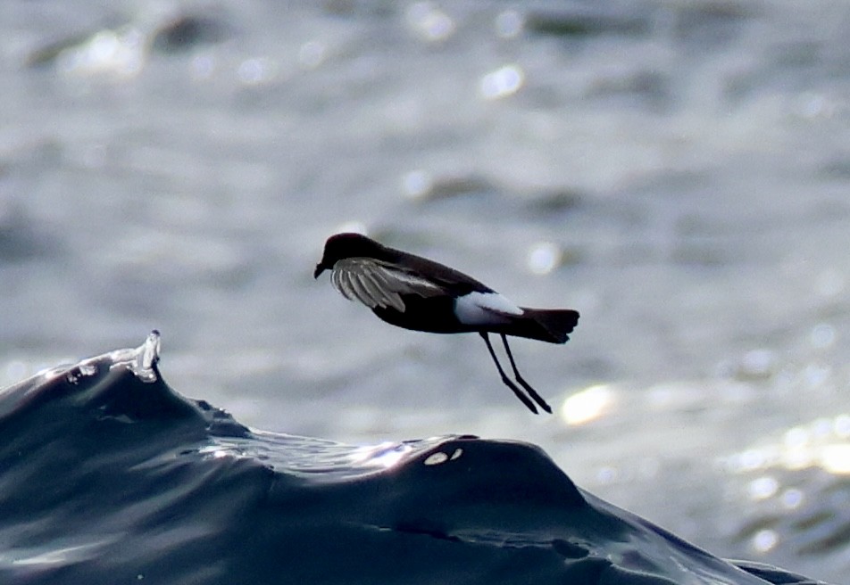 Wilson's Storm-Petrel (Wilson's) - ML637585322