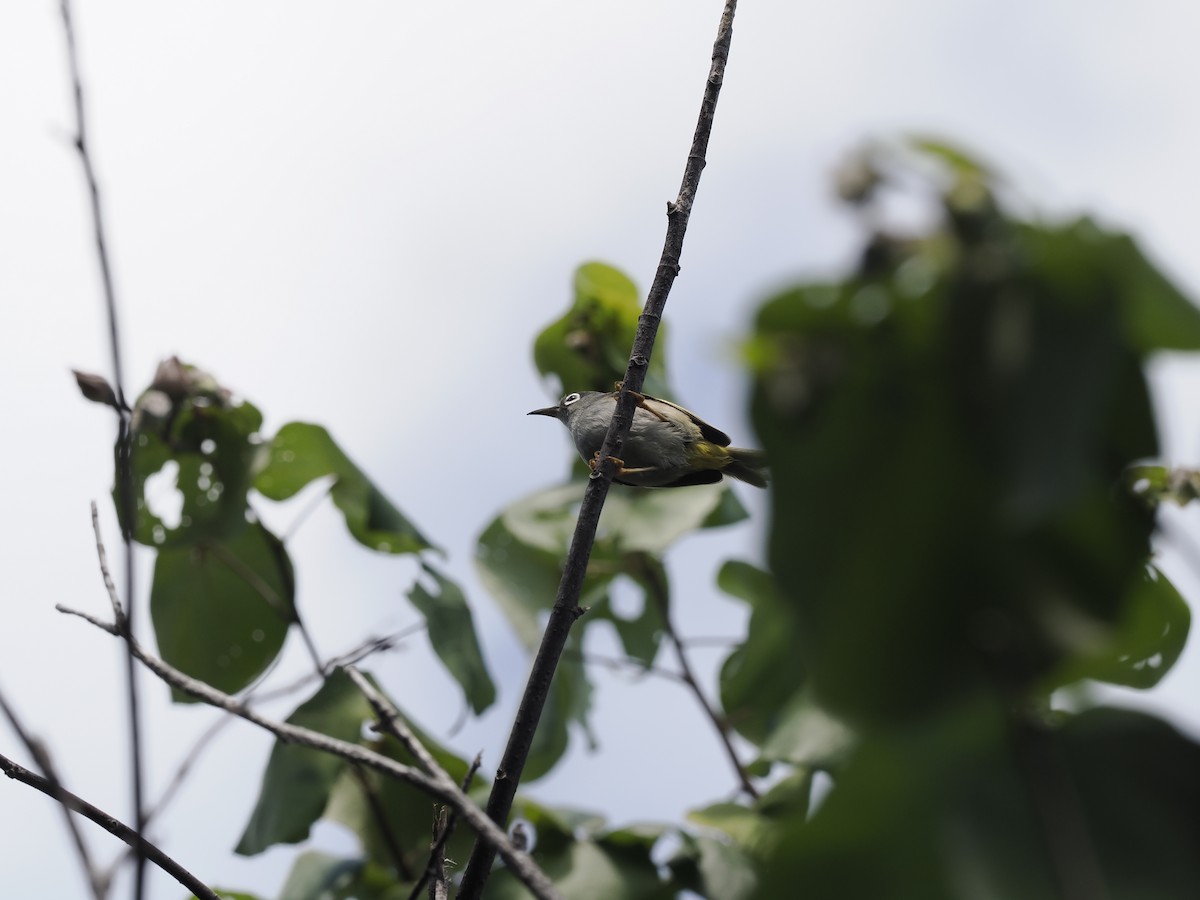 Mauritius White-eye - ML637585387