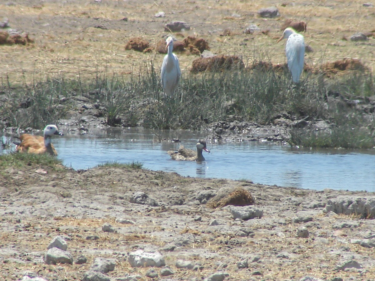 Red-billed Duck - ML637585391