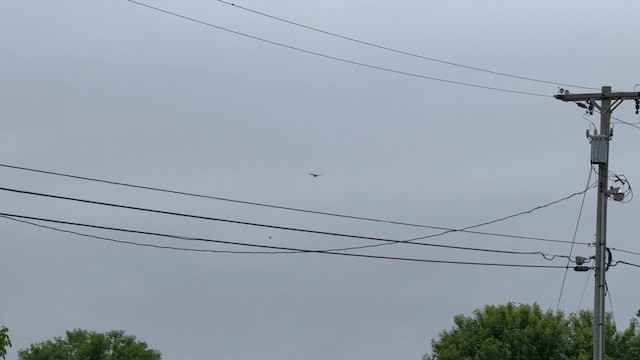 Black Vulture - ML637585396